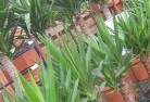 Kooroolplant-nursery-10.jpg; ?>