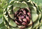 Kooroolplant-nursery-1.jpg; ?>