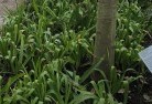 Kooroolplant-nursery-23.jpg; ?>